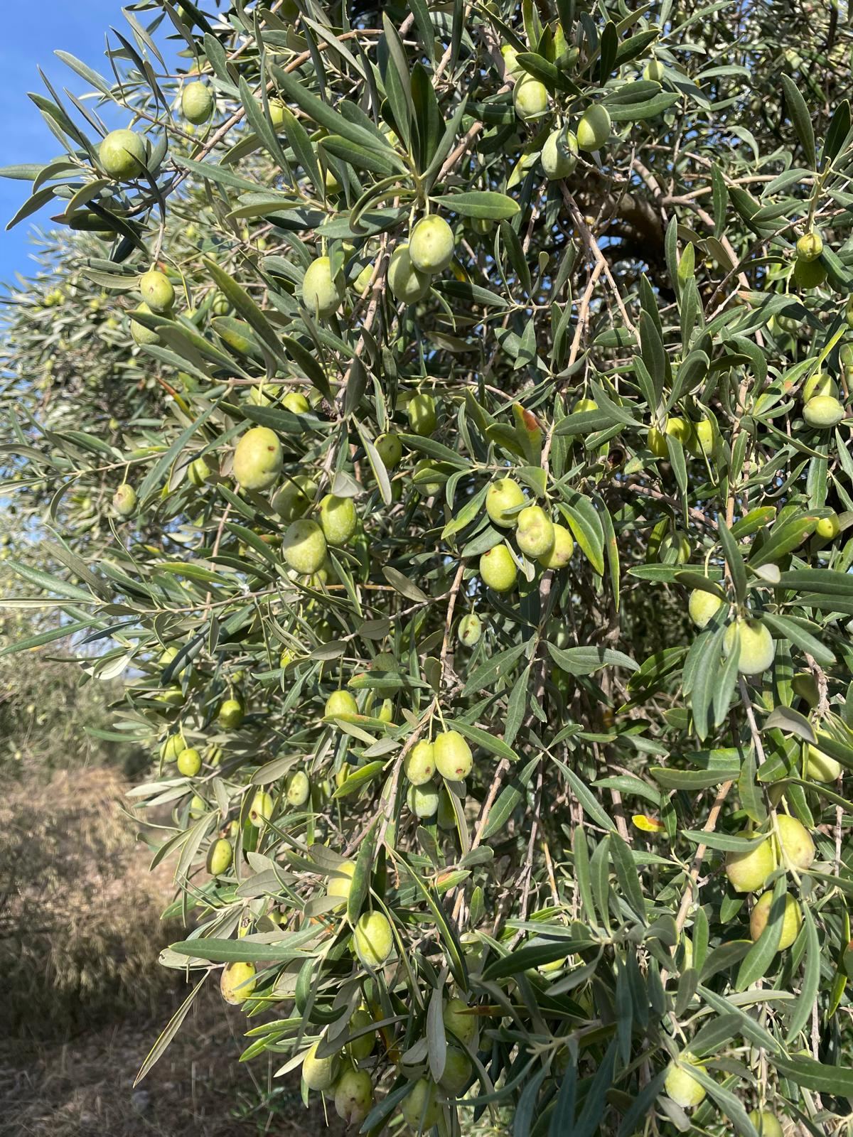 Aceitunas en la rama