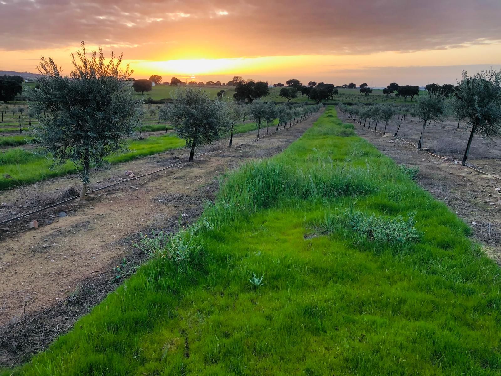 Calles del olivar al atardecer