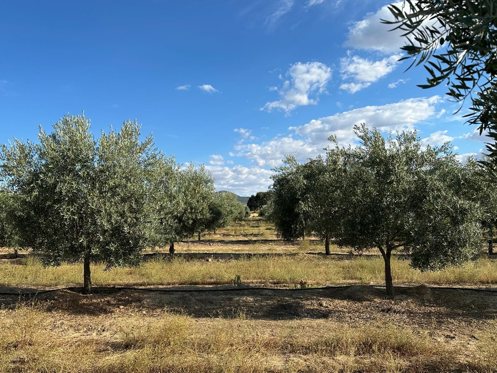 Olivos en la dehesa