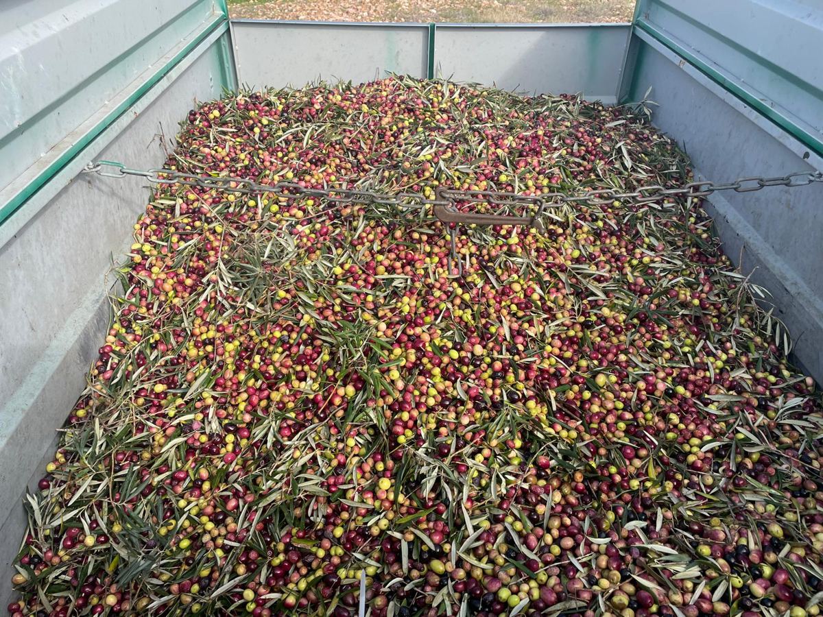 Remolque lleno de aceituna recién recogida