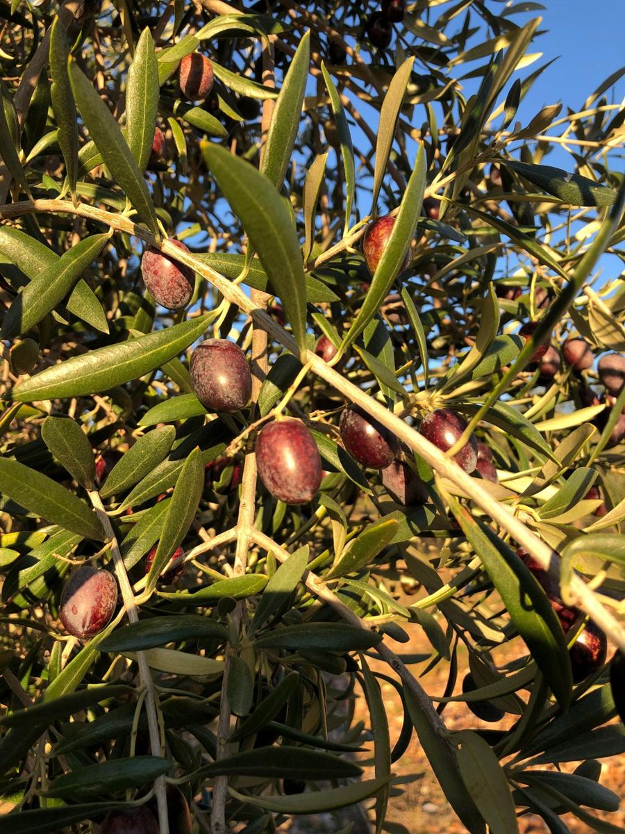 Aceitunas cambiando de color en la rama