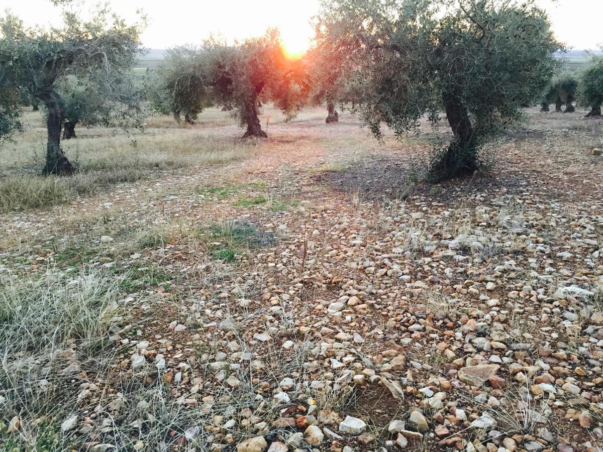 Olivos centenarios al atardecer
