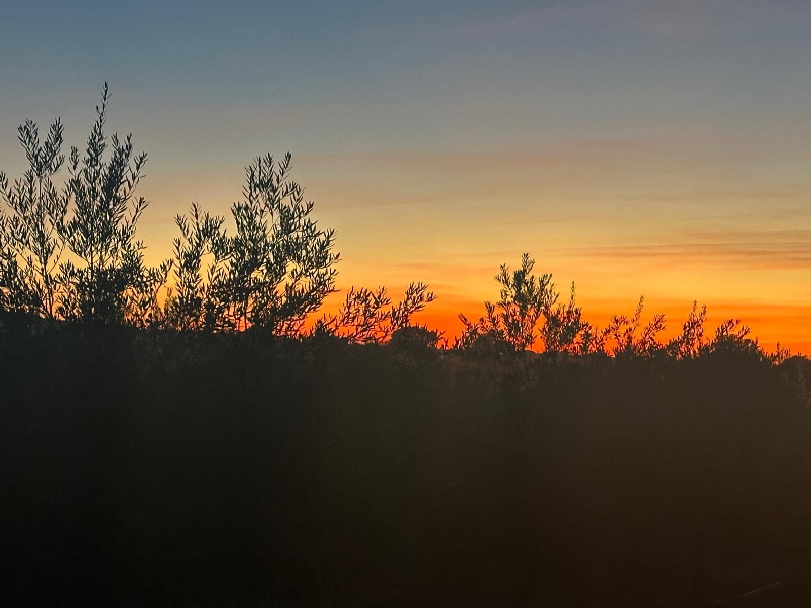 Olivos al atardecer en la finca