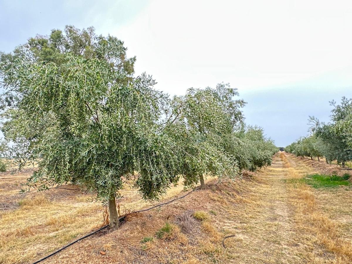 Olivar de regadío en la dehesa